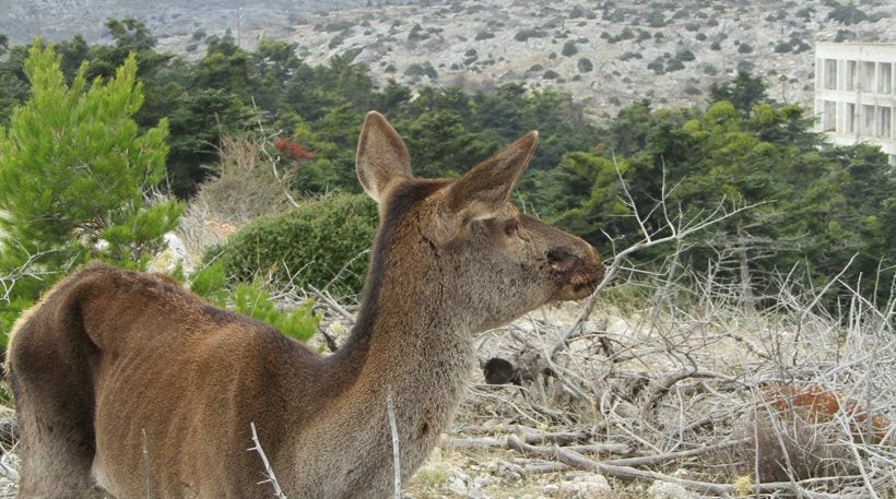 Πάρνηθα: Πυροβόλησαν ελαφίνα εξ επαφής -Πώς κατάφερε να σωθεί